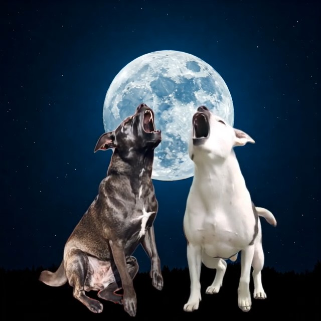 Howl at the moon — AI video template preview